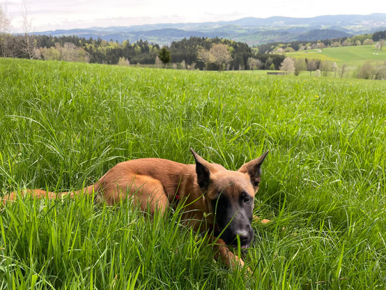 Ein junger Malinois liegt im tiefen Gras.