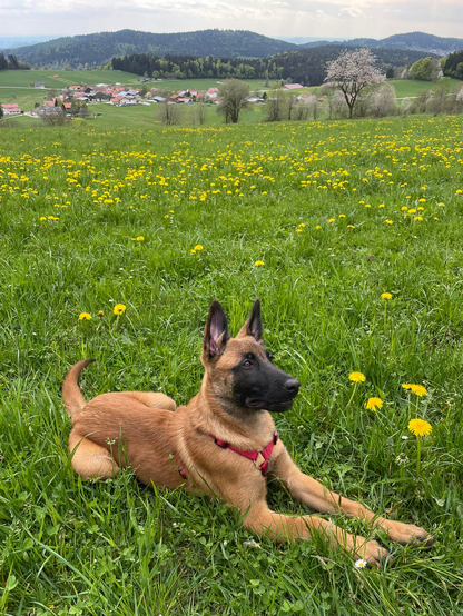 Ein junger Malinois liegt im tiefen Gras.