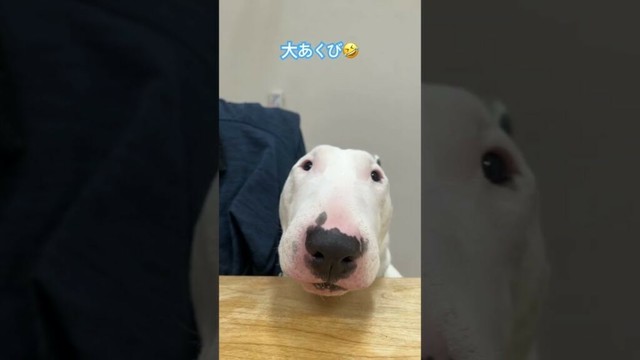 大あくび笑　#tiktok #instagram #ブルテリア #bullterrier #犬 #いぬのいる生活  #doglife #ペット #犬のいる暮らし #pets #dog #doglife