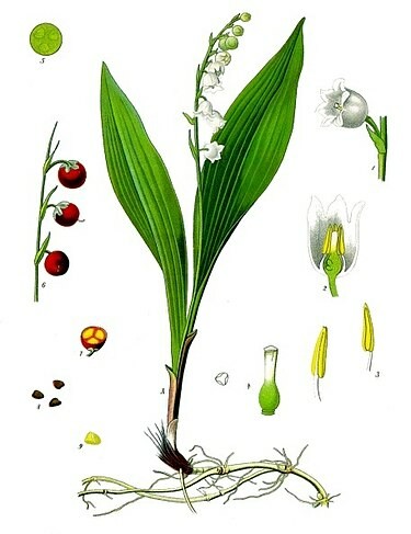 Drawn image of lily of the valley with details.
Image from the englisch language wikipedia page.

Convallaria_majalis_-_Köhler–s_Medizinal-Pflanzen-045.jpg