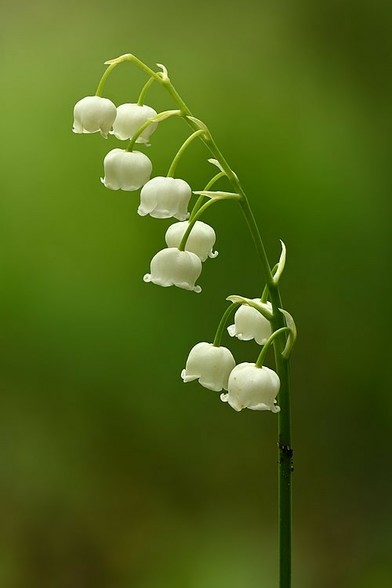 Photo of lily of the valley with details.
Image from the englisch language wikipedia page.
Convallaria_majalis_inflorescence_-_Keila.jpg