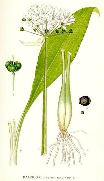 Drawn image of bear garlic with details.
Image from the englisch language wikipedia page.

375px-387_Allium_ursinum.jpg