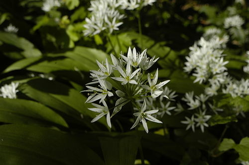 Photo of bear garlic.
Image from the englisch language wikipedia page.

Photo_of_Allium_Ursinum,_wild_garlic,_north-west_Hampshire,_UK,_May_2014.jpg