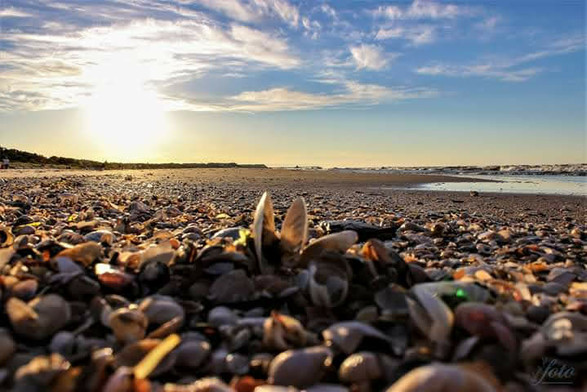 Heute gibt es einen Muschelostseestrand im Sonnenuntergang mit ein bisschen Meer & Wellen. Der Himmel mit kleinen Wölkchen in einem Hauch von blau bis goldgelb Farbverlauf.