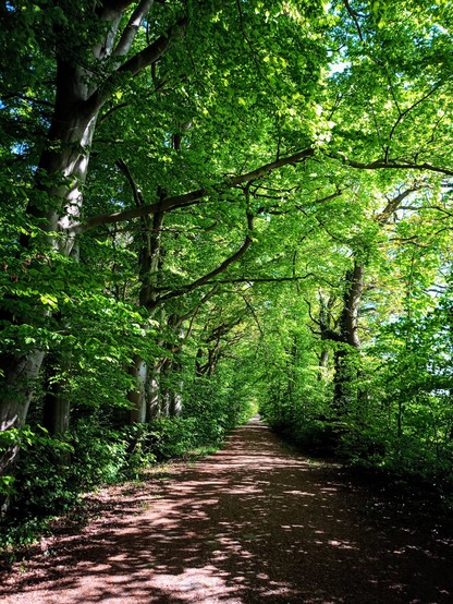 Weg durch einen Wald. Die Bäume tragen ihn hellgrünes Frühlingskleid.