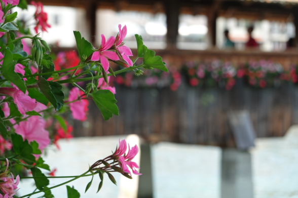 Blumendeko vor verschwommener Brücke