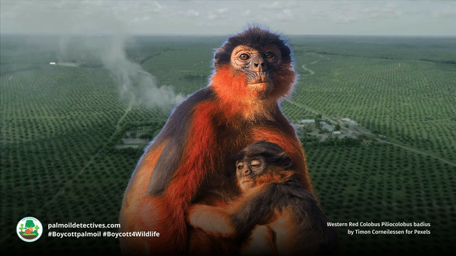 One of #WestAfrica and the world's most endangered #primates 🐵you've never heard of is the enchanting Western Red #Colobus of #SierraLeone 🇸🇱 #Liberia 🇱🇷 #PalmOil 🌴☠️ and #poaching are major threats. #BoycottPalmOil 🌴🚫 #Boycott4Wildlife @palmoildetect https://palmoildetectives.com/2021/02/15/western-red-colobus-piliocolobus-badius/?utm_source=mastodon&utm_medium=Palm+Oil+Detectives&utm_campaign=publer