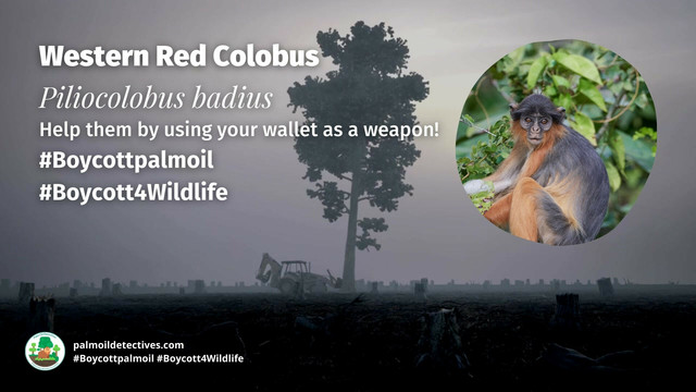 One of #WestAfrica and the world's most endangered #primates 🐵you've never heard of is the enchanting Western Red #Colobus of #SierraLeone 🇸🇱 #Liberia 🇱🇷 #PalmOil 🌴☠️ and #poaching are major threats. #BoycottPalmOil 🌴🚫 #Boycott4Wildlife @palmoildetect https://palmoildetectives.com/2021/02/15/western-red-colobus-piliocolobus-badius/?utm_source=mastodon&utm_medium=Palm+Oil+Detectives&utm_campaign=publer