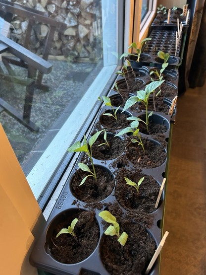 Aubergine paprika
Coeur de boeuf
Knolselderij 
Andijvie
Flespompoen
Klimcourgette
Boerenkool
Bindsla
Vier soorten bieten 
Palmkool
Rode kool
Witte kool