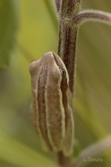 Grenouille sur une tige