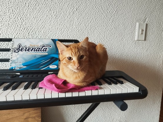 Gato naranja sentado sobre un piano


Orange cat sitting on a piano keyboard
