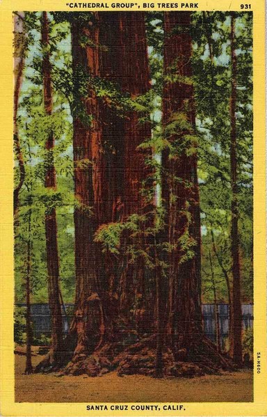 Vintage postcard of the Cathedral Group, giant redwood trees in Big Trees Park, Santa Cruz County, California.