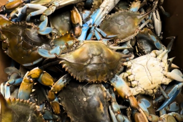 What’s the most humane way to cook a crab?