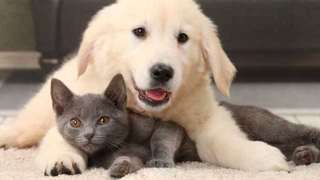Das sind die beliebtesten Namen für Katzen und Hunde