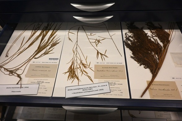 A photo of an open herbarium display draw showing cards with three pressed plants. These were all collected in 1769 on Captain Cook's first voyage to New Zealand.

My full-res photo is on Flickr at https://www.flickr.com/photos/mollivan_jon/54505209678/