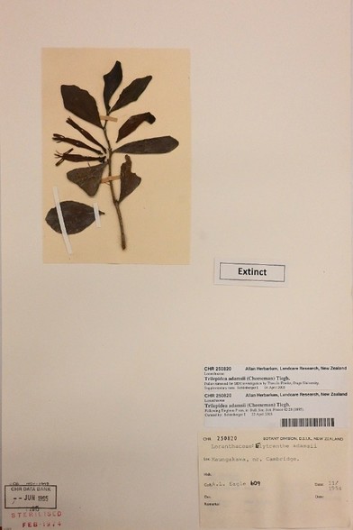 A photo of the 1954 specimen of NZ's now extinct mistletoe Trilepidea adamsii.

My full-res photo of this is on Flickr at https://www.flickr.com/photos/mollivan_jon/54504935706/