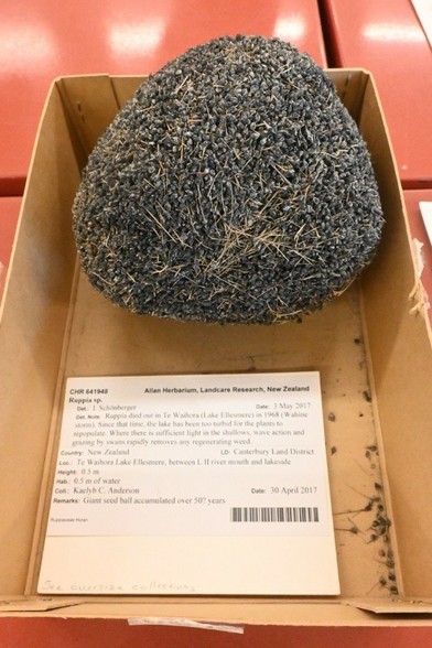 A photo of a large ball, close to bowling ball sized, of small black seeds of a NZ native aquatic lake plant. This is sitting in a box with a label, at the Allan Herbarium.

My full-res photo of this is on Flickr at https://www.flickr.com/photos/mollivan_jon/54505209818/