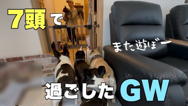 フレンチブルドッグ７頭と過ごしたGW！わちゃわちゃだったけど居なくなると寂しいね💦
