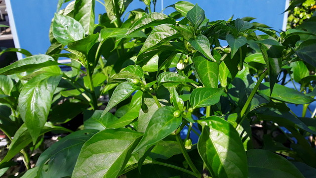 Young pepper plant with flower buds that are about to bloom into small white flowers.