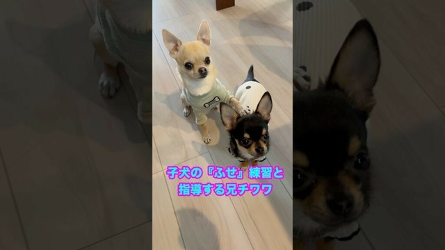 パピーチワワのルカに『ふせ』の指導をする兄チワワのノア【多頭飼いスムチーず】 #チワワ #かわいい犬 #子犬