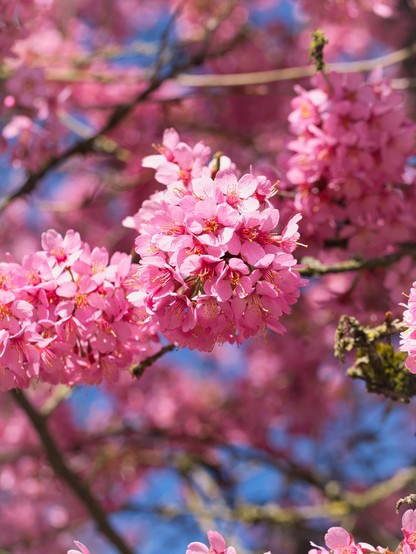 Cherry blossoms