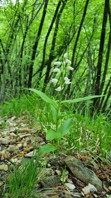 English A white flower in the forest
Français Une fleur blanche en forêt
