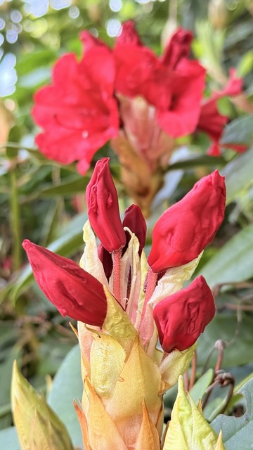 Blurry deep red rhododendron flowers in the background.