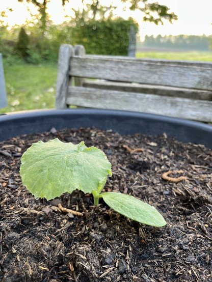 Baby courgetteplantje in een moestuinteil.