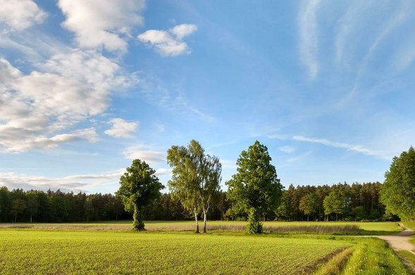 3 große Laubbäume stehen vereinzelt nebeneinander zwischen 2 grünen Felder. Im Hintergrund ist grüner Wald zu sehen. Der Himmel ist blau mit weißen Wolken.