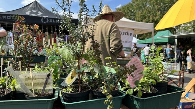 Gartenmarkt mit verschiedenen Pflanzen in grünen Töpfen auf einem Tisch. Eine Person trägt einen Strohhut im Hintergrund. Es sind Stände mit Schildern und Sonnenschirme zu sehen.
