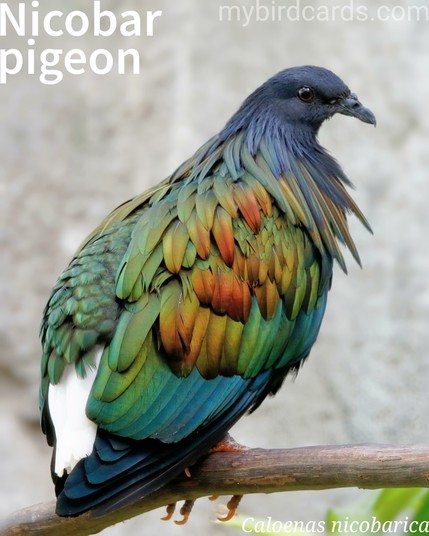 🌏 Nicobar pigeon (Caloenas nicobarica) 

The Nicobar pigeon, also known as the Nicobar dove, is a large, stocky bird, about 40 cm long, with a dark grey body and iridescent green and copper plumage. It has a distinctive mane of long neck feathers and a short, bright white tail. Females are slightly smaller with duller plumage. Juveniles are dark brown without the neck hackles and white tail. Found on small islands and coastal regions from the Nicobar Islands east to the Solomons and Palau, they are nomadic, flying between islands in flocks of up to 85 to forage for seeds, fruit, and invertebrates on the ground. They roost and breed on uninhabited islands, building simple twig nests in trees and laying one bluish-white egg. Their call is a deep cooing. Two subspecies are recognised.

Conservation status: Near Threatened (IUCN 3.1)

📷: Photo by rfotostock via Pixabay https://pixabay.com/photos/nicobar-pigeon-pigeon-bird-plumage-7980011/

SIZV