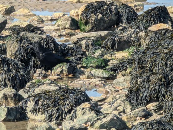 A rocky seashore at low tide with a pair of common ravens (Corvus corax) hiding amongst the dark bladderwrack seaweed (Fucus vesiculosus). Photo taken 08/05/25, Sheppy Cliffs and Foreshore, Isle of Sheppy, Kent, England.