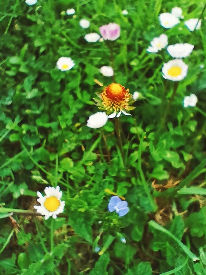 Floriñas lila e margaridas no herbal
