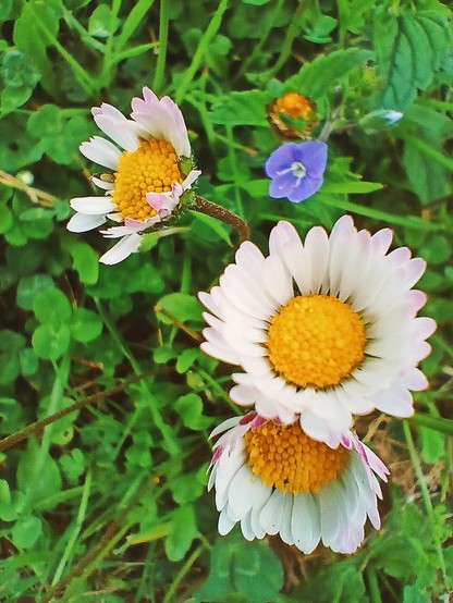 Margaridas e lilas entre a herba