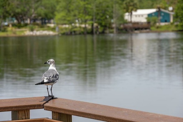 A seagull perched at Crest Lake Park, Clearwater, Florida, enjoying a peaceful moment by the water.