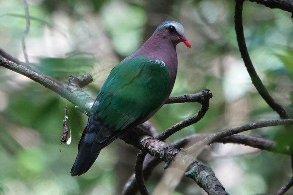A dove with a brownish head and neck, metallic green wings and a red bill. It has a white forehead, which indicates that it is a male.