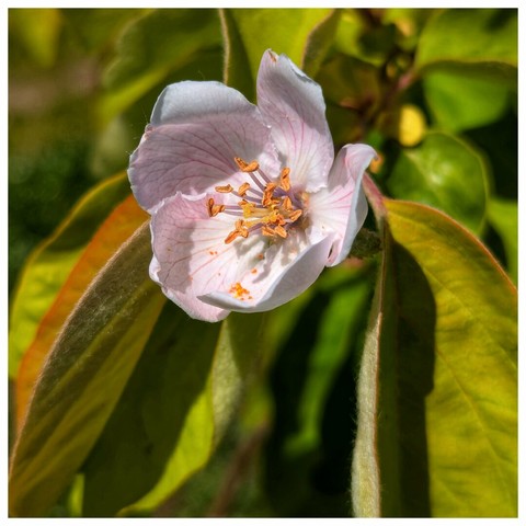 A close-up shot of a delicate, light pink and white flower, possibly a quince blossom, is the main focus. The flower has visible orange-tipped stamens. It's set against a backdrop of green leaves, some edged with a hint of orange. The lighting is bright, casting shadows that add depth to the image.