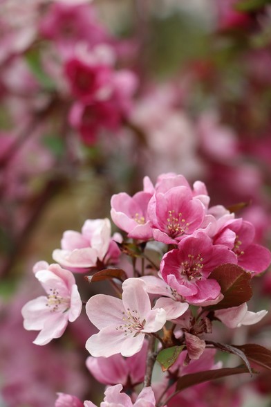 Close-up of a cluster of cherry (apple? plum?) blossoms on a branch, in multiple tones of light and dark pink. Out-of-focus blossoms and leaves fill the background with pink and green.