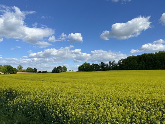 blühendes Rapsfeld bei Döbeln