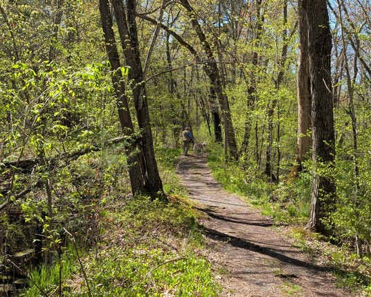 A hiker and his husky are visible far down a dirt trail through deciduous woodlands in spring. Trees and shrubs are all just starting to leaf out, creating a lacy green tunnel that shines brightly in the sun.