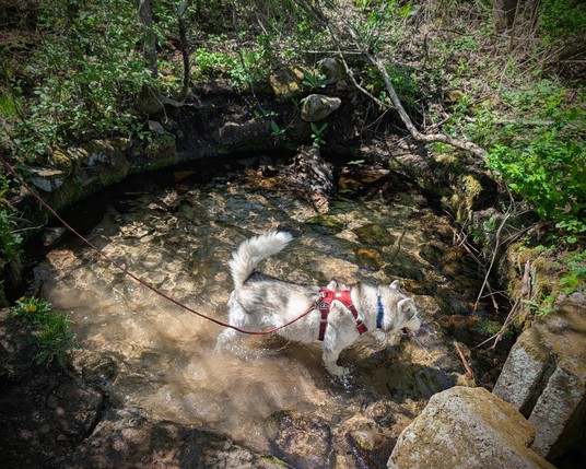Husky Zeena investigates a circular pool of clear water several meters across and surrounded by a shady ledge of stone. It's an old spring, shaded by trees just leafing out in spring, and the bottom is a mix of flat stones and sand. The water flows out through an old cement gate on the side.