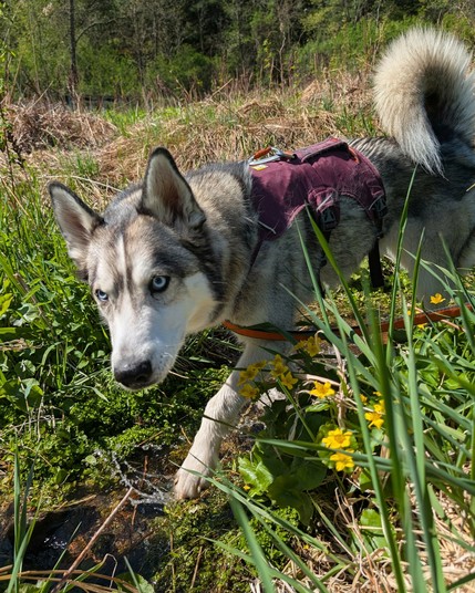 Husky Tonttu investigates a small stream flowing through tall grasses and other water plants. Bright yellow Marsh Marigold flowers cluster in the foreground.