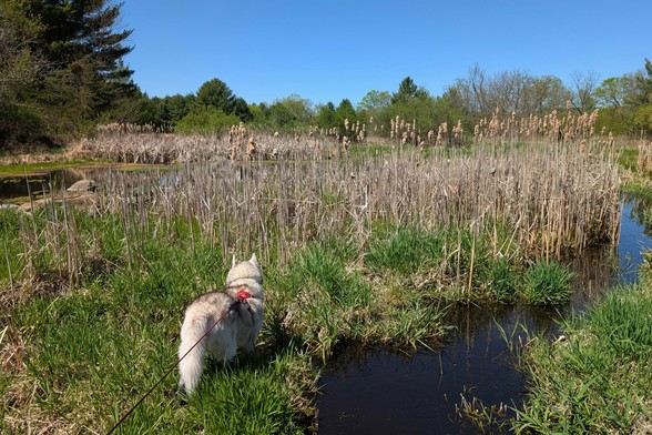Zeena stands in a wet grassy patch on the edge of a clump of cattails which are surrounded by clear water of a small pond. It's a bright, sunny, cloudless day.