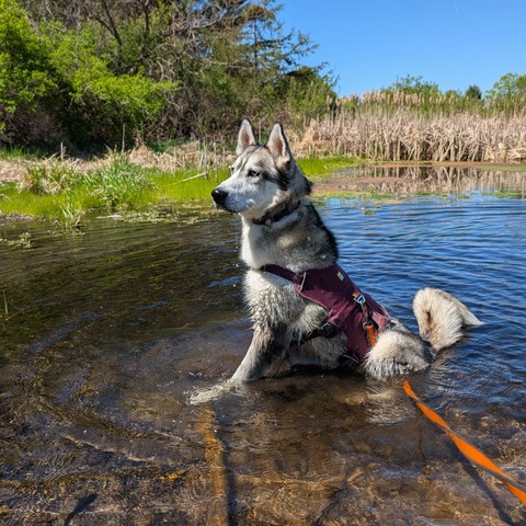 Alaskan Husky Tonttu sits in a spring-fed pond, cooling off mid-hike. He's sitting upright, alert to something of interest off to the left of the scene. His fur and harness are quite wet, and a stream of water trails down from his muzzle.