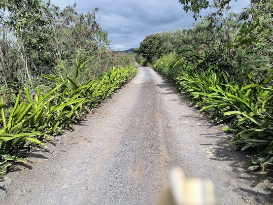 An unpaved road lined with dragon fruit plants on both sides.