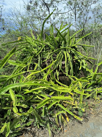 A large and chaotic clump of dragon fruit plants