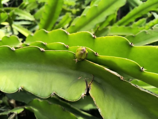 Closeup of a dragon fruit plants with a small bud right in the middle