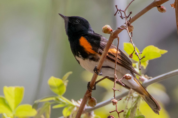 An American Redstart bird perched on a shady tree branch.