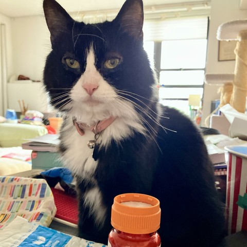 A black and white tuxedo cat sits on a table, displaying a serious expression. The cat has green eyes and is wearing a pink collar with a bell. In the foreground, there is an orange bottle cap. The background is softly focused, revealing clutter
