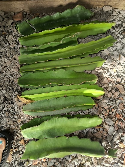 A bunch of dragon fruit cuttings arranged in a row on the ground